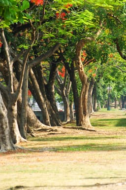 image of Chiang Mai, Thailand