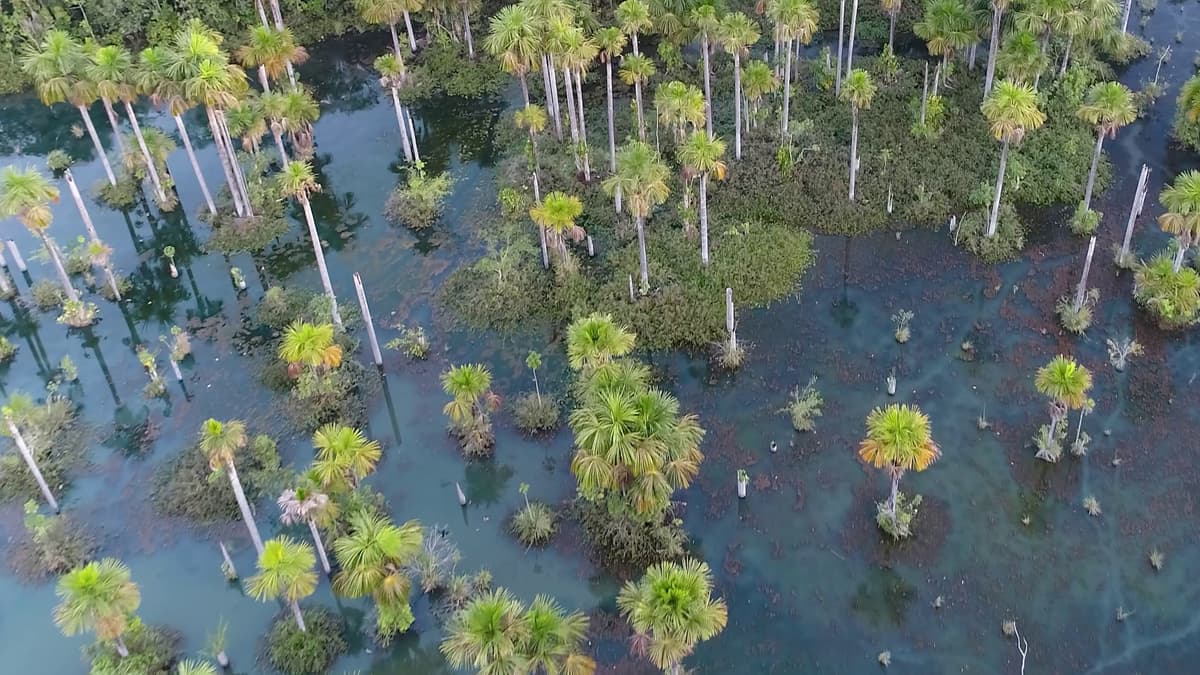 Image of Porto Velho