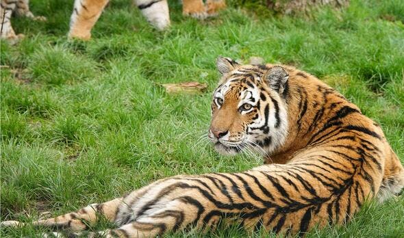 Amur tiger in Whipsnade zoo, RatePunk